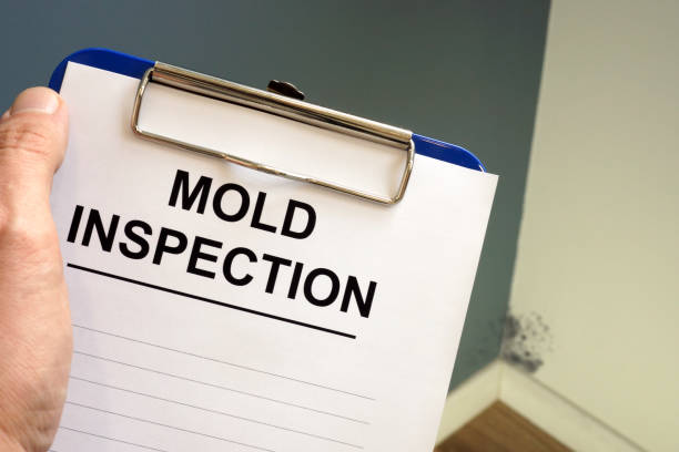 Mold Remediation for Rental Properties in East Newark, NJ